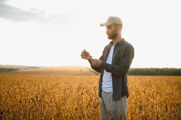 Agronomist inspects soybean crop in agricultural field - Agro concept - farmer in soybean plantation on farm.