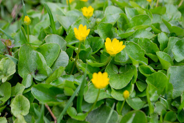 Flower kaluga. yellow spring flowers. A field of yellow flowers with green leaves and one has a black bug on it.