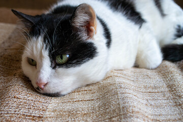 A black and white cat with a green eye is sleeping on a brown and tan blanket.
