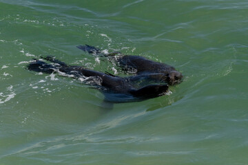 Zwei Seebären schwimmen im Ozean vor der Mossel Bay