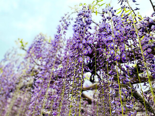 垂れ下がる満開の藤棚と青空