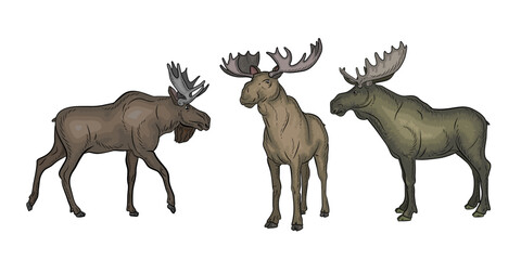 Animals, moose. Color image. Vector drawing.