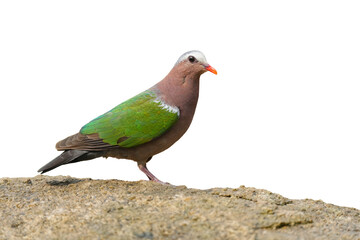 Common Emerald Dove bird isolated on white background with clipping path.