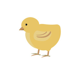 Chick vector illustration Standing. Side view. Flat illustration. farming, agricultural species 