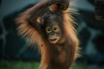 close up of a baby bornean orangutan