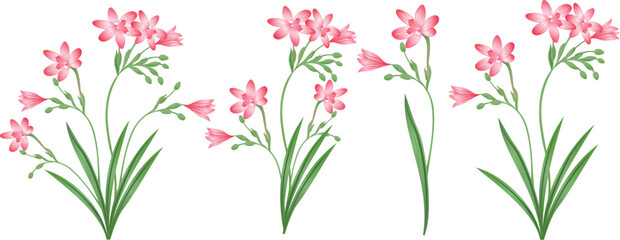 Fototapeta premium Anomatheca cruenta, Freesia, lili, orchid flowers and leaves, nature botanical decorative collection. Vector illustration isolated collection green leaf set.