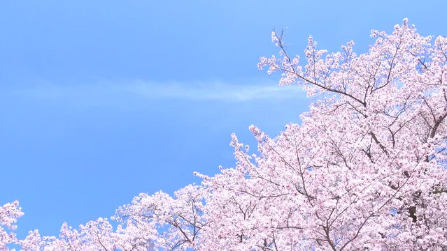 満開の桜の花びらと青空のパンショット  4K  ソメイヨシノ