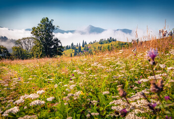 Stunning rural landscape of blooming meadow with high peak. Colorful morning scene of Carpathian village. Beauty of countryside concept background.