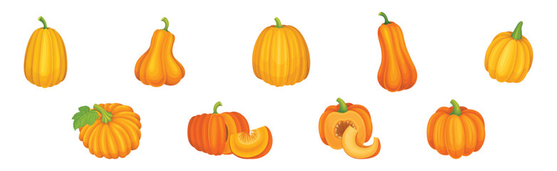Ripe Orange Pumpkin or Mature Winter Squash Vector Set