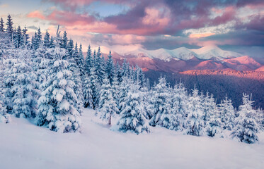 Fantastic sunrise in the mountains. Fresh snow covered slopes and fir trees in Carpathian...