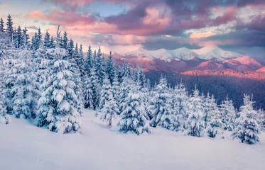 Foto op Canvas Fantastic sunrise in the mountains. Fresh snow covered slopes and fir trees in Carpathian mountains, Ukraine, Europe. Ski tour on untouched snowy hills. Beauty of nature concept background. © Andrew Mayovskyy