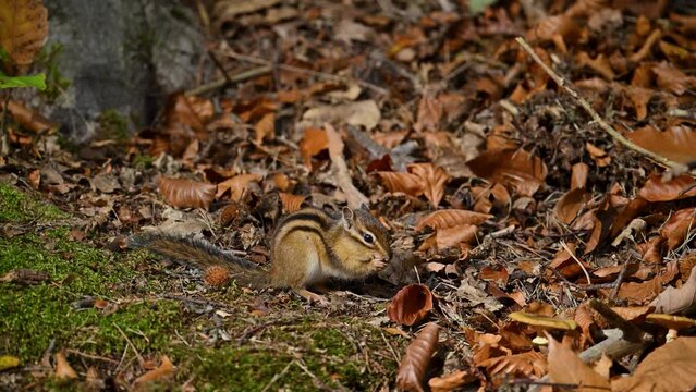 Chipmunk squirrel in the forest