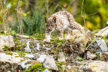 Lynx in green forest with tree trunk. Wildlife scene from nature. Playing Eurasian lynx, animal behaviour in habitat. Wild cat from Germany. Wild Bobcat between the trees