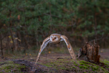 Barn Owl, Tyto alba, flight above red grass in the morning. Owl fly with open wings. Wildlife bird scene from nature. Cold morning sunrise, animal in the habitat. Bird in the forest.