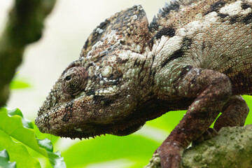Beautiful colourful chameleon endangered species from Madagascar
