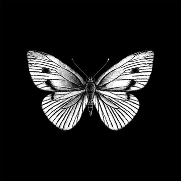 White Butterfly hand drawing vector isolated on black background.
