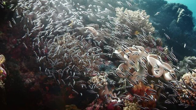 Colorful coral reef with a School of convict blennies, Pholidichthys leucotaenia, slow motion, Wakatobi, Indonesia, Nov 2107, Asia