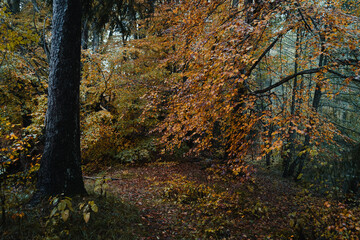 Moody blue hour atmosphere in the forest during a rainy autumnal day at Lake Cei, in the Northern Italy
