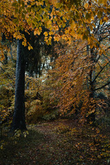 Moody blue hour atmosphere in the forest during a rainy autumnal day at Lake Cei, in the Northern Italy