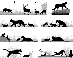 Silhouettes of cougars also named pumas or mountain lions and its cubs in wildlife and outdoors