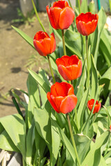 Colorful tulips in garden