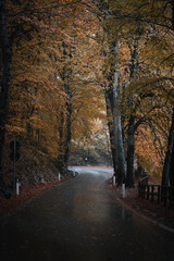 Moody atmosphere in the forest during a rainy autumnal day at Lake Cei, in the Northern Italy