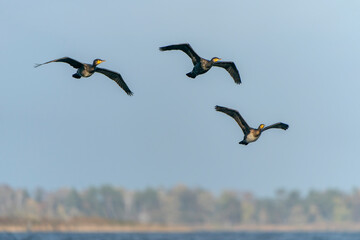 Three the great cormorant (Phalacrocorax carbo), known as the black shag in New Zealand, great...