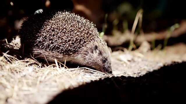 Hedgehog searching for food at night . European hedgehog or common hedgehog wild animal life	