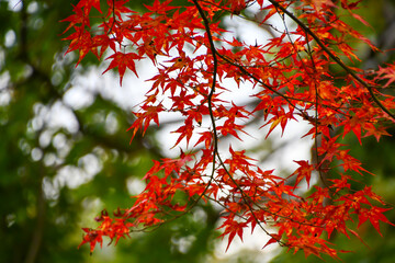 紅葉した京都 高雄のモミジ
