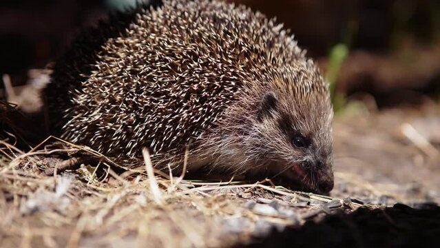 Common hedgehog wild animal in European wildlife . Hedgehog foraging for food at night	