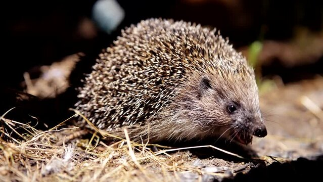 Hedgehog foraging for food at night. Common hedgehog wild animal in European wildlife