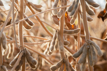 Soybeans in close-up