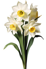 Daffodil or Narcissus flower in white, transparent background