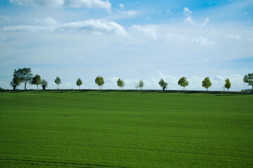 perfect green avenue field blue sky trees in a row, line horizon windows background