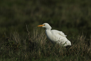 A rare Cattle Egret, Bubulcus ibis, feeding in a meadow with grazing Cows.