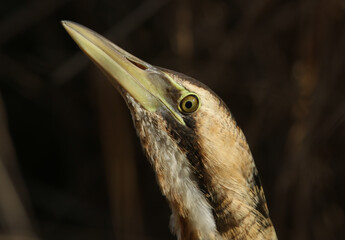A headshot of a rare Bittern, Botaurus stellaris, hunting for food in a reedbed at the edge of a lake.