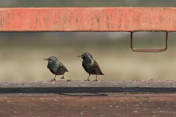 Two Starlings, Sturnus vulgaris, perching on a cattle feeder in a field.