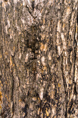 Pine tree bark texture