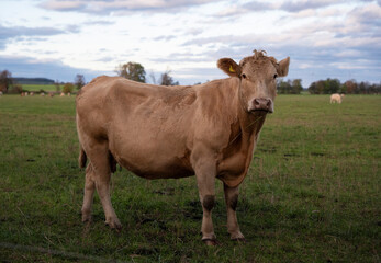 Naklejka na ściany i meble Beautiful cute brown cow and green grass pasture, farmland, outdoor, sunny cloudy