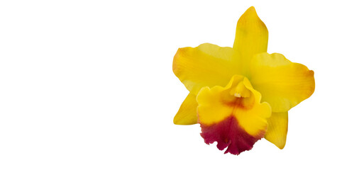 Yellow cattleya orchid on transparent background with PNG file - obrazy, fototapety, plakaty