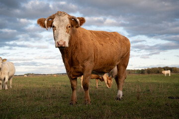 Fototapeta na wymiar Beautiful cute brown cow and green grass pasture, farmland, outdoor, sunny cloudy