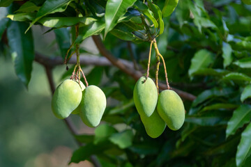 Sword mango fruits on the tree