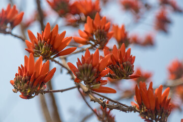 Inflorescence of Erythrina stricta, Corky Coral Tree a medium sized deciduous tree from the deciduous parts of the Western Ghats. 