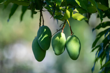 Sword mango fruits on the tree