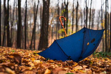 Blue umbrella on the golden leaves in rain park. Weather, forecast and autumn