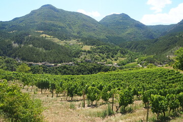 Fototapeta na wymiar 夏のワイン畑と里山 in フランス