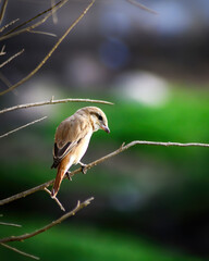 A small bird perching on branch of Tree