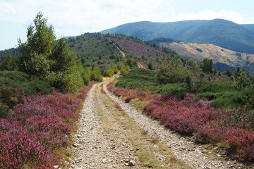 赤紫色が映える登山道 in フランス