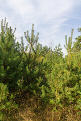 Small pine trees and yellow weed