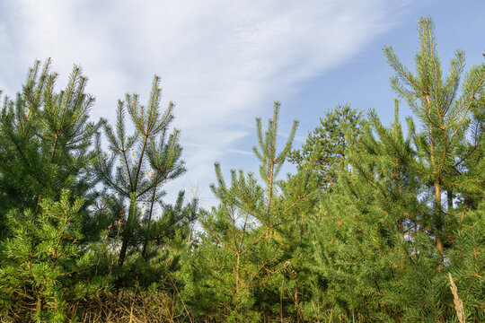 Small Pine Trees And Yellow Weed